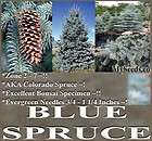Colorado Blue Spruce, Picea pungens glauca, Tree Seeds EXCELLENT 
