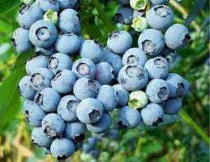 Blueberry Plants Southern Highbush (2 Varieties)  