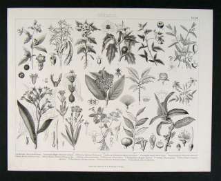 1874 Botanical Print   Pepper Wintergreen Jasmin Plants  