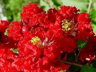   red crape myrtle is the most incredible red crape myrtle the bright