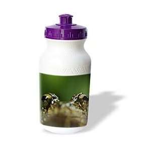   Calvo Panama   Tree frog up close   Water Bottles