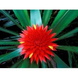  Flower of Bromeliad, Wild Pineapple, Barro Colorado Island 