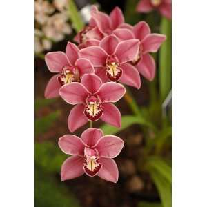   Austin Blooming Size Orchid Plant  Grocery & Gourmet Food