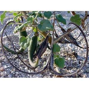  Rare Carnivorous Devils Claw Plant 20 Seeds Proboscidea 