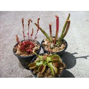  3 Different Carnivorous Plants Patio, Lawn & Garden