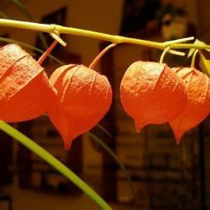  50 + Seeds, Chinese Lantern (Physalis alkekengi) By Seeds 