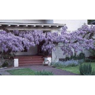 Blue Chinese Wisteria Vine 5 Seeds   Hard to Find