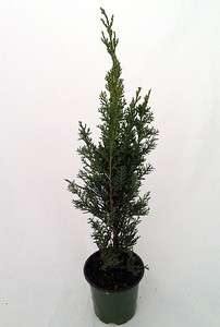 Italian Cypress Pre Bonsai Tree   Cupressus   Potted  