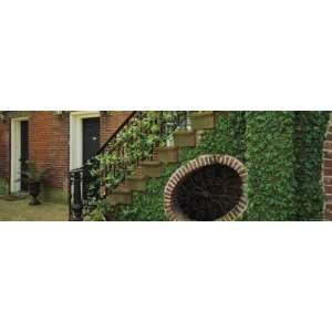  Ivy Plant Covering a Brick Wall and Railing, West Jones 