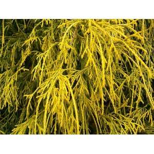  Gold Mops Japanese Cypress 2  Year Tree Patio, Lawn 