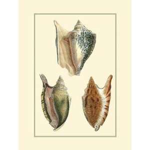  Classic Shells II by Denis Diderot. Size 13.00 X 19.50 Art 
