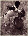 english springer spaniel puppy  