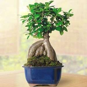 Gensing Money Ficus Bonsai Tree 7 – 10” tall (topsoil to apex 