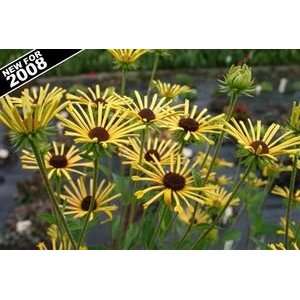 BLACK EYED SUSAN HENRY EILERS / 1 gallon Potted Patio 