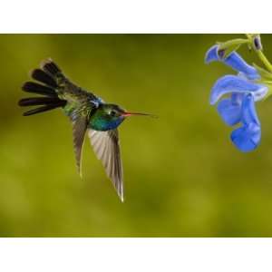 Broad Billed Hummingbird, Male Feeding on Garden Flowers, USA 