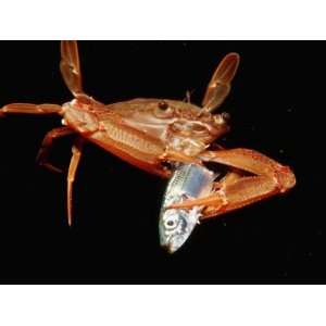  Red Legged Swimming Crab (Portunus Convexus) Eating a Fish 