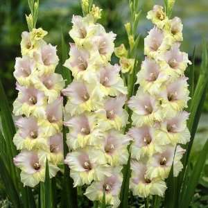  5 Mon Amour Gladiolus Bulbs 14 cm Size Bulbs Patio, Lawn 