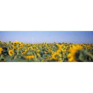 Wind Turbine in a Field of Sunflowers, Baden Wurttemberg, Germany 