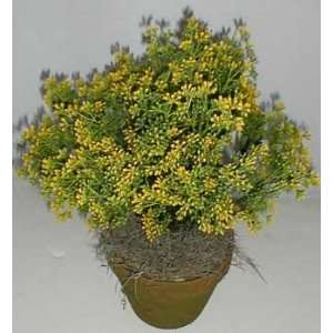 15 INDOOR / OUTDOOR Boxwood (yellow) Plant 