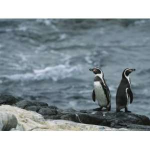 A Pair of Humboldt, or Peruvian, Penguins on a Rocky Shore 