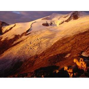 Schlaten Glacier, Grossvenediger Mountain from Neue Prager Hut, Hohe 