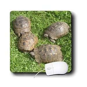   land turtles, reptiles, testudo ibera, tortoise   Mouse Pads