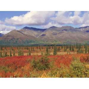 Tundra Landscape in Autumn, Denali National Park, Alaska USA Stretched 