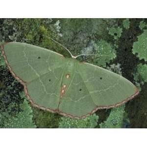  Red Bordered Emerald Moth (Nemoria Lixaria), Geometridae 