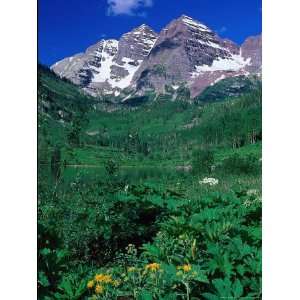  Wild Flowers and Mountain Maroon Bells, CO Photographic 