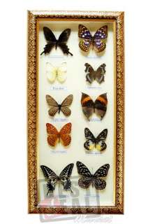 22 Real Vintage Butterfly Framed Collection Gift #17s  