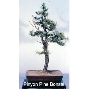  Pinyon Pine Tree 10 Seeds   Pinus edulis   Bonsai SALE 