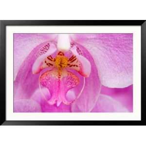  Pink Orchid in the Phalaenopsis Family, San Francisco, CA 