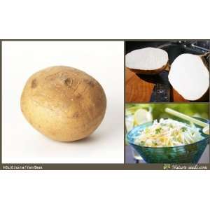   Turnip / Yam Bean / Sengkuang 15 Vegetable / Fruit Plant Heirloom