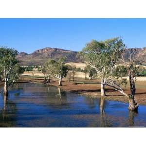 Gum Trees in a Billabong at Rawnsley, Flinders Ranges National Park 