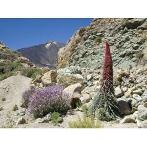  Red Vipers Bugloss, with Pico De Teide in Background, Las 