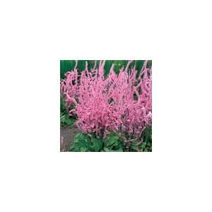  Statice Bright Rose Seeds Patio, Lawn & Garden
