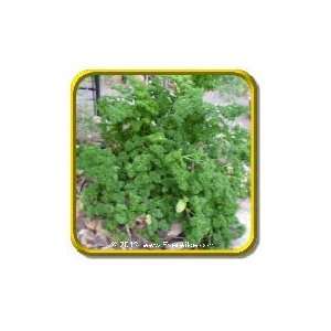   Forest Green   Jumbo Parsley Seed Packet (1000) Patio, Lawn & Garden