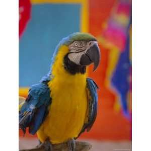  Colourful Parrot, St. Lucia, Windward Islands, West Indies 
