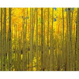  Aspens, White River National Forest, CO Wall Mural